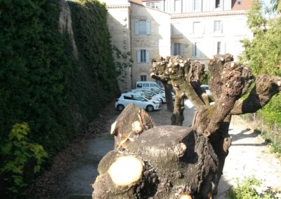 Après élagage des tilleuls Après élagage des tilleuls