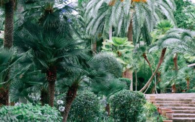 Plantation d’arbre – pour toute création de jardin, Concept Paysager vous offre un arbre