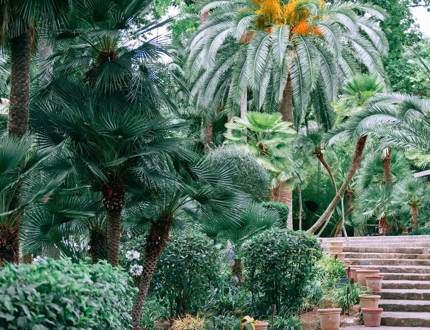 plantation d’arbres pour jardin plantation d'arbre offert dans votre jardin