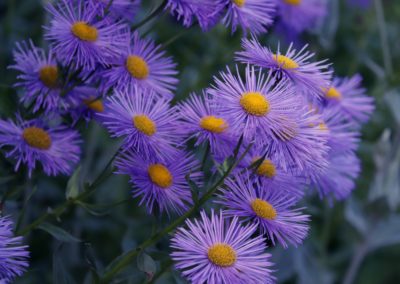 Aster
