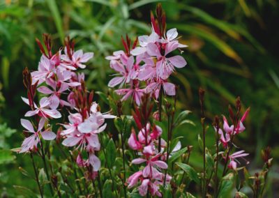 Gaura