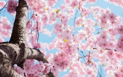 Optimisation du jardin : de la mise en hivernage à la préparation pour le printemps