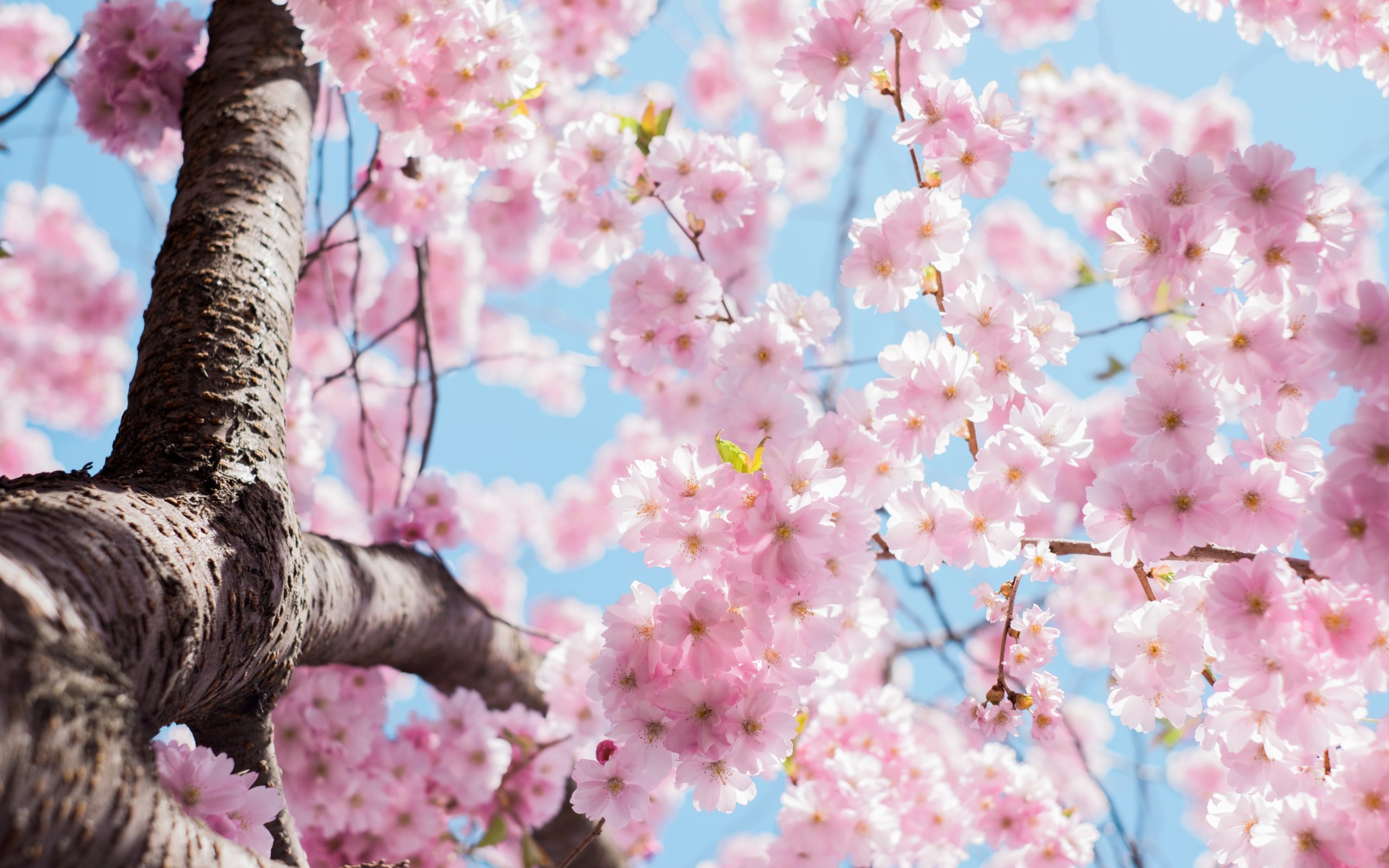 Cerisier au printemps