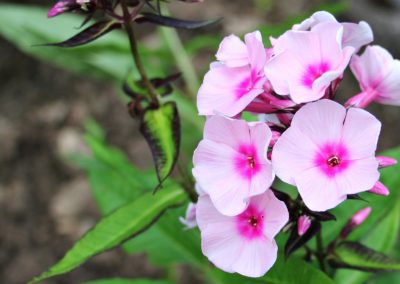 Phlox