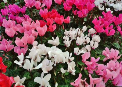Cyclamens