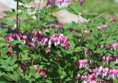 Dicentra