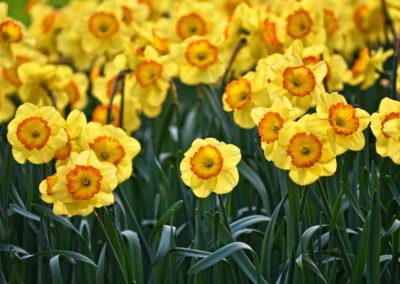 Jonquilles