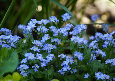 Myosotis