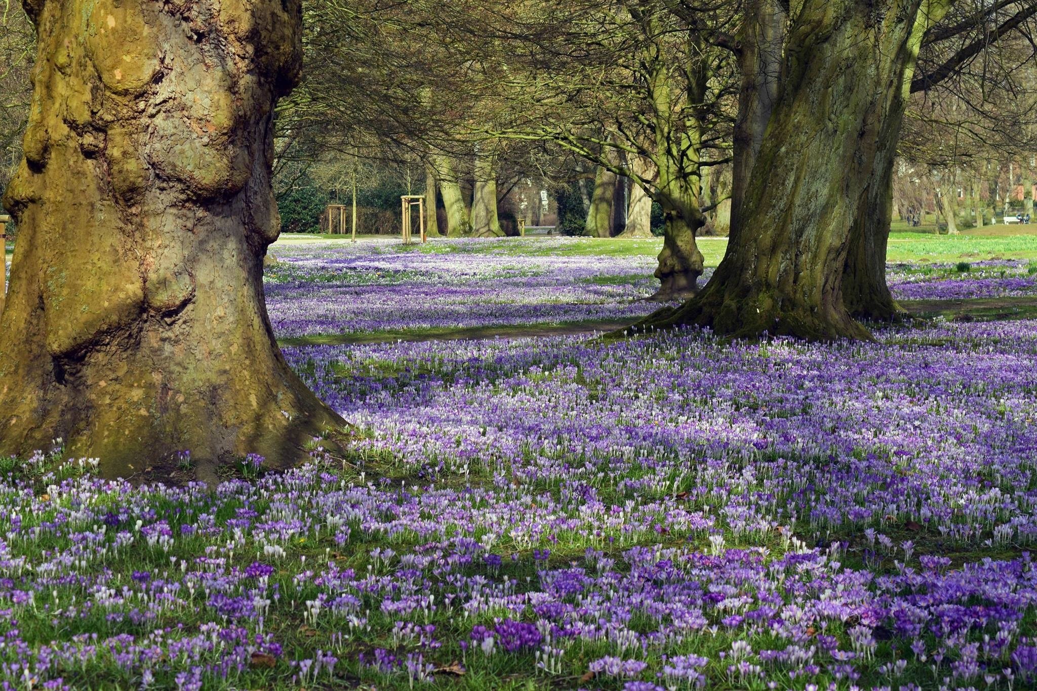 Tapis de crocus