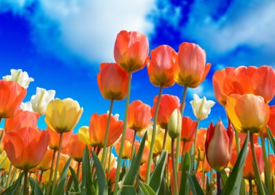 Tulipes