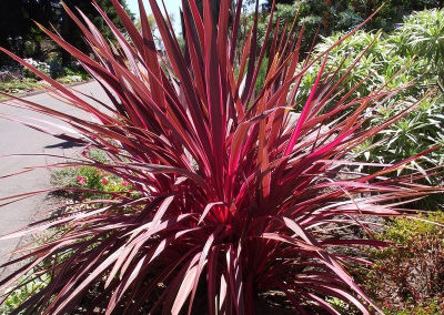 Cordyline pink fire