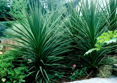 Cordylines