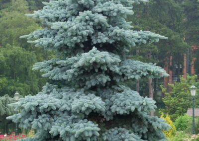 Epicea bleu