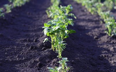 Jardin potager : comment commencer l’aventure ?