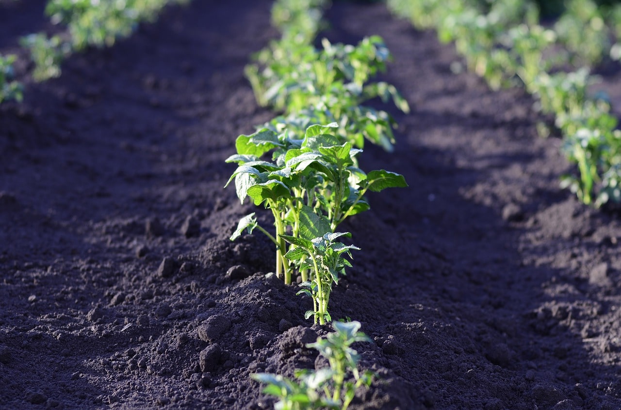 jardin potager