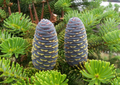 Pignes d'abies