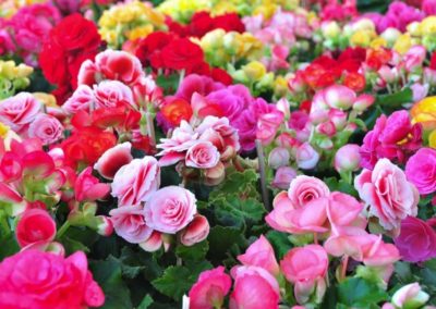 Begonia pépinière