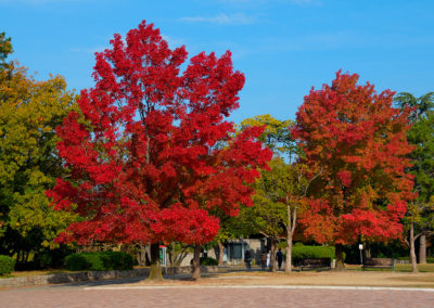 Liquidambar pépinière