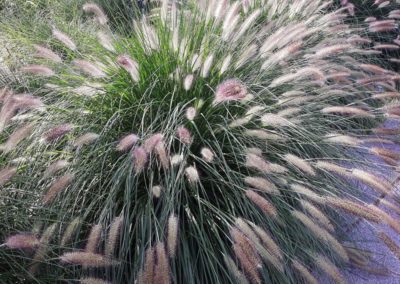 Pennisetum pépinière