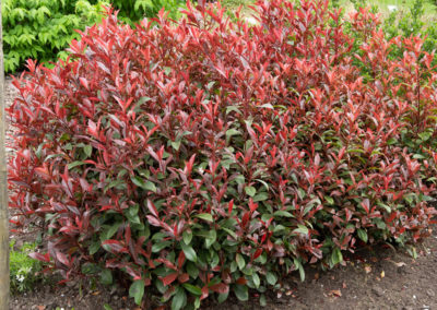 Photinia pépinière