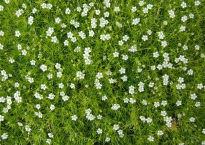 Fleurs de sagine