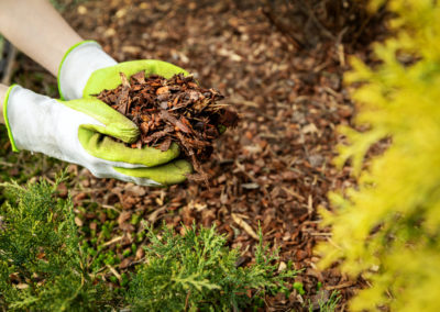 Mulch non composté