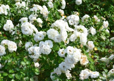 Rosier buisson
