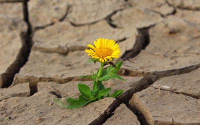 Comment préserver ses plantes face aux fortes chaleurs?