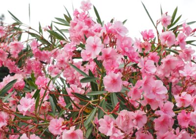Laurier rose