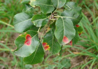 Maladie cryptogamique