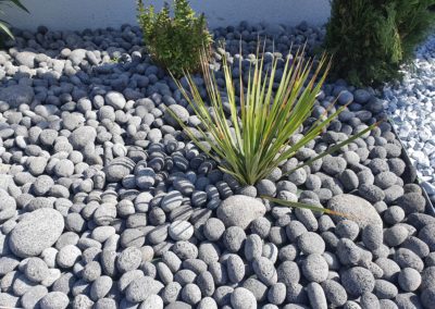 Le vert de ce phormium est éclatant au milieu des galets de lave noire