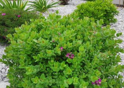 Polygala