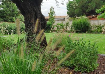 Pennisetum, polygala et gaura rose au pied de l'olivier