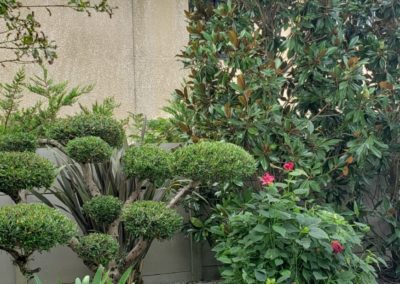 Olivier nuage, agapanthe, pittosporum et magnolia en fond de massif pour cacher le vis-à-vis
