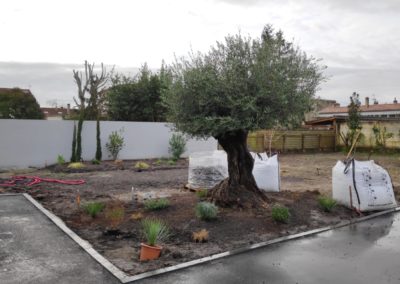 Plantation de l'olivier et disposition des végétaux