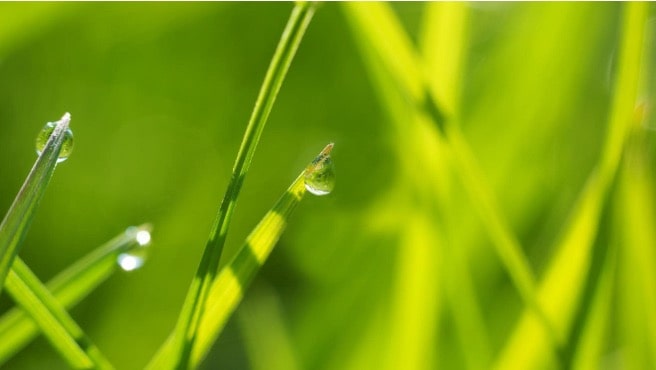 restriction d'eau Gironde arrosage plantes