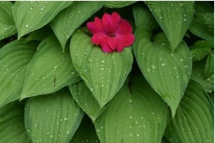 arrosage jardin restrictions d'eau