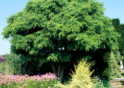 Acacia