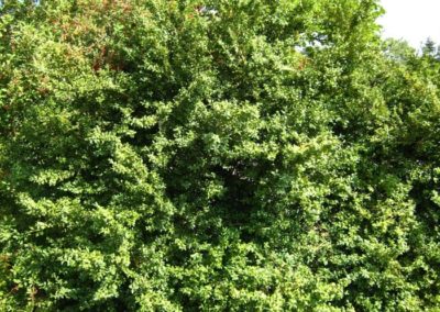 Buis arbre