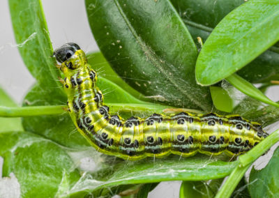 Chenille pyrale du buis