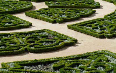 Arbuste buis, comment les préserver contre la pyrale?