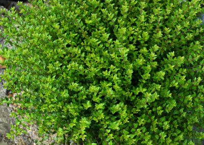 Lonicera nitida