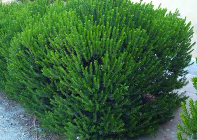 Myrtus Tarentina