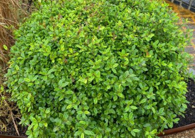 Pittosporum tenuifolium Midget