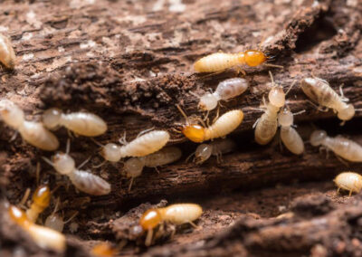 Termites