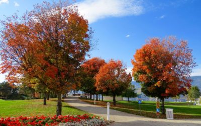 Jardin d’automne, nos conseils pour préparer le jardin