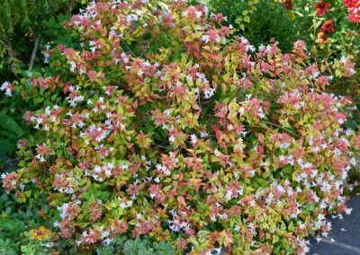 Abelia
