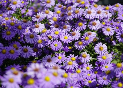 Aster violet