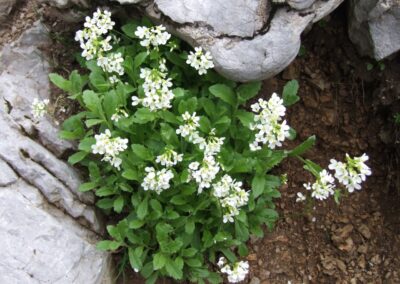 Corbeilles d'argent