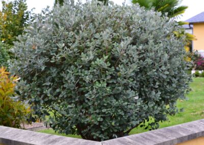 Feijoa
